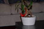 Red Bird Figurine of Health & Hapiness (3.8" H, Aluminum)